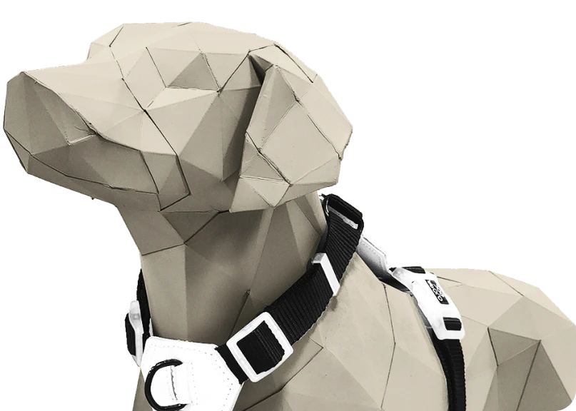 dogs_coleira_novo